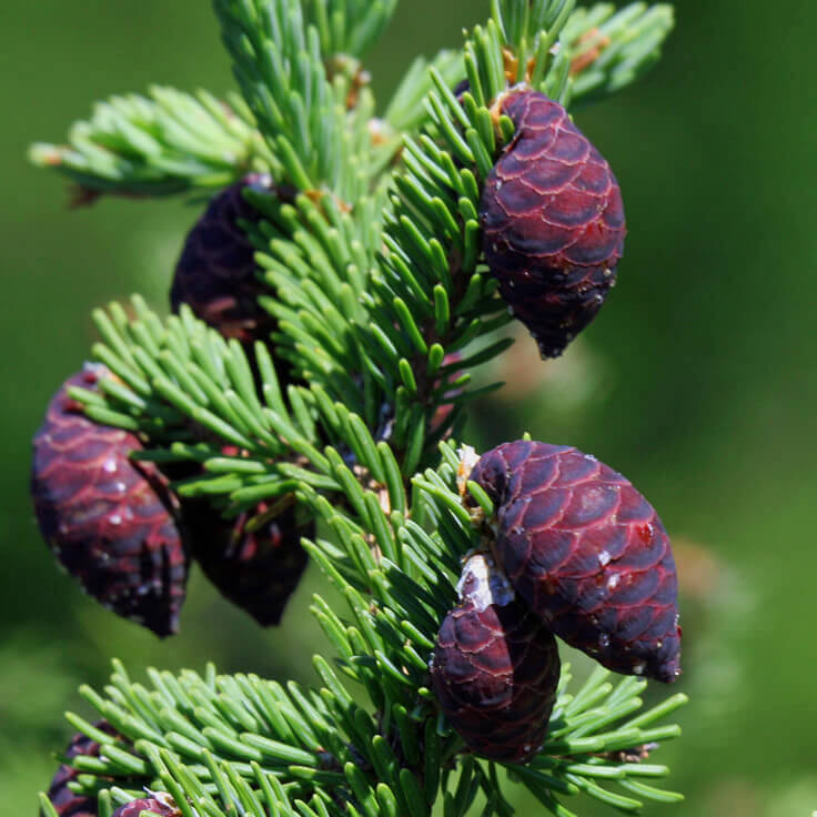 black-spruce-736.jpg