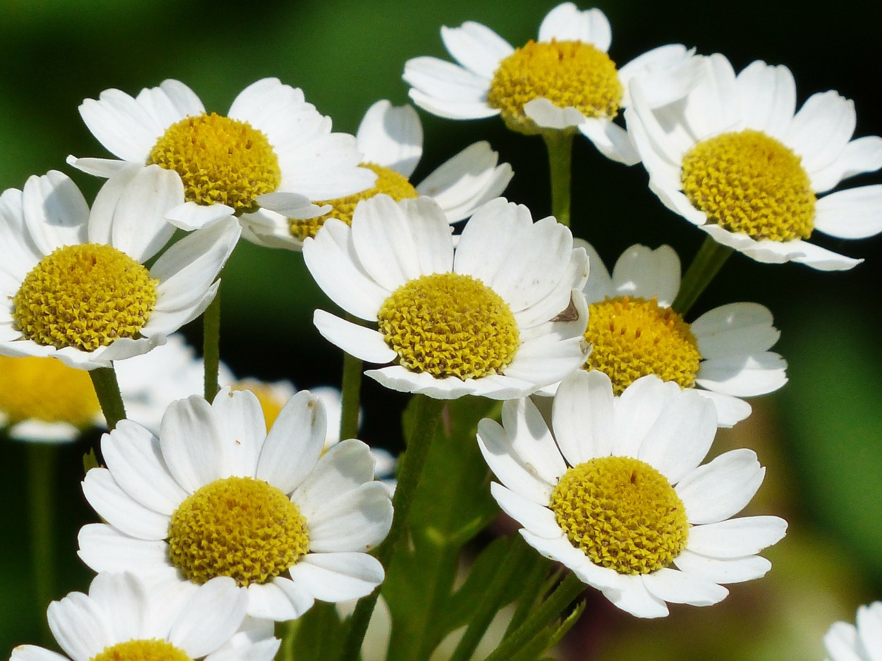 chamomile-167277_1280.jpg