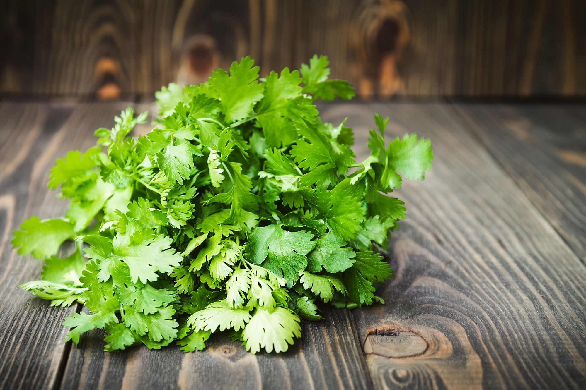 cilantro-genetic-test.jpg