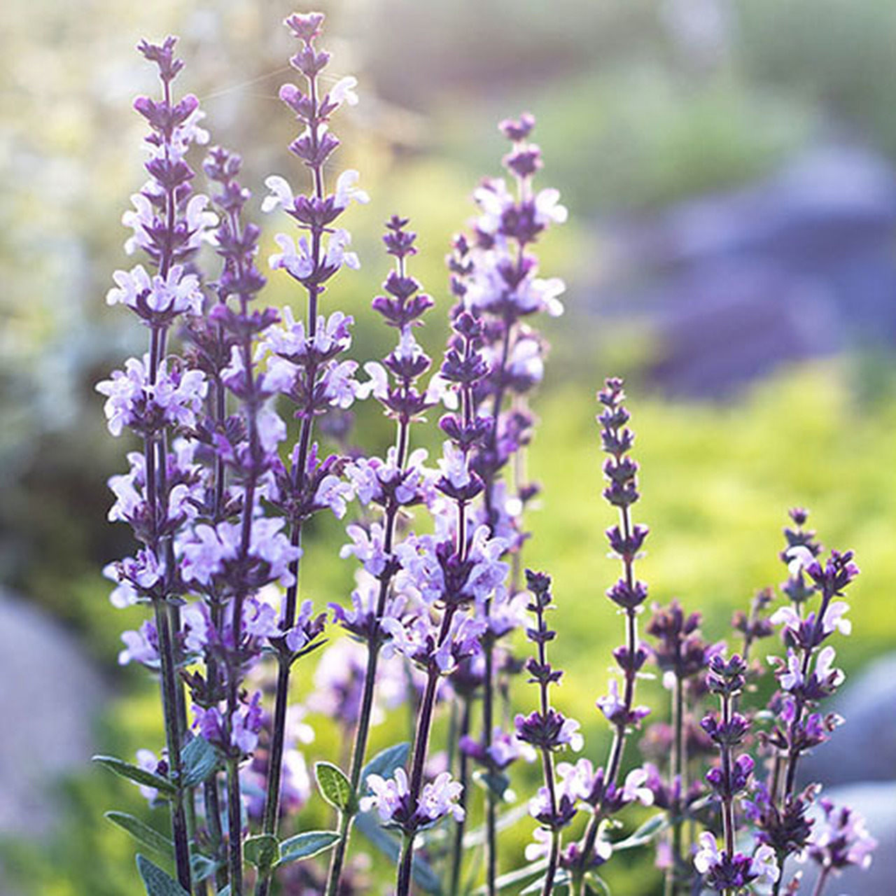 clary_sage_07692_1509819127.jpg