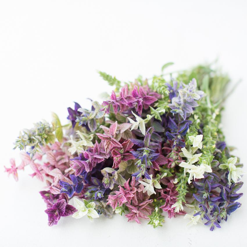 clary_sage_virdis_clary_mix_floret-1_1024x1024.jpg