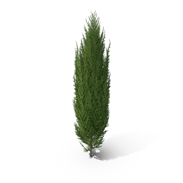 cypress-tree-q1zplr2-600.jpg
