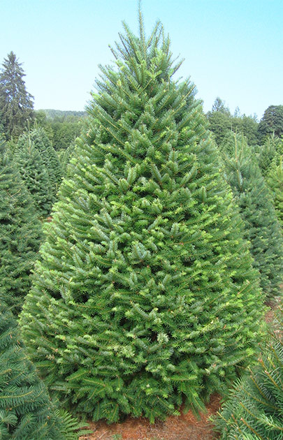 dougfir.jpg