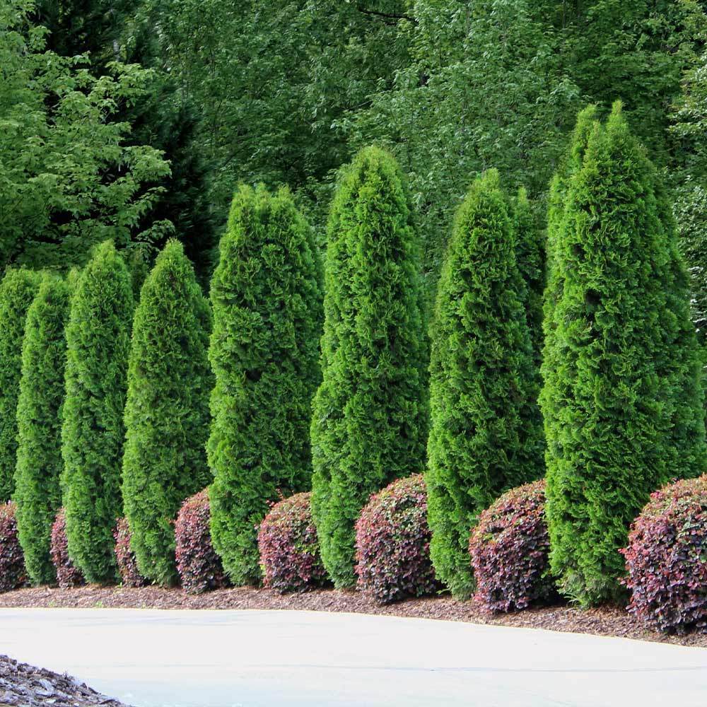 emeral_green_arborvitae_1_fgt_e5727f25-b39d-4190-a459-7a83560b1dd1_1024x1024.jpg