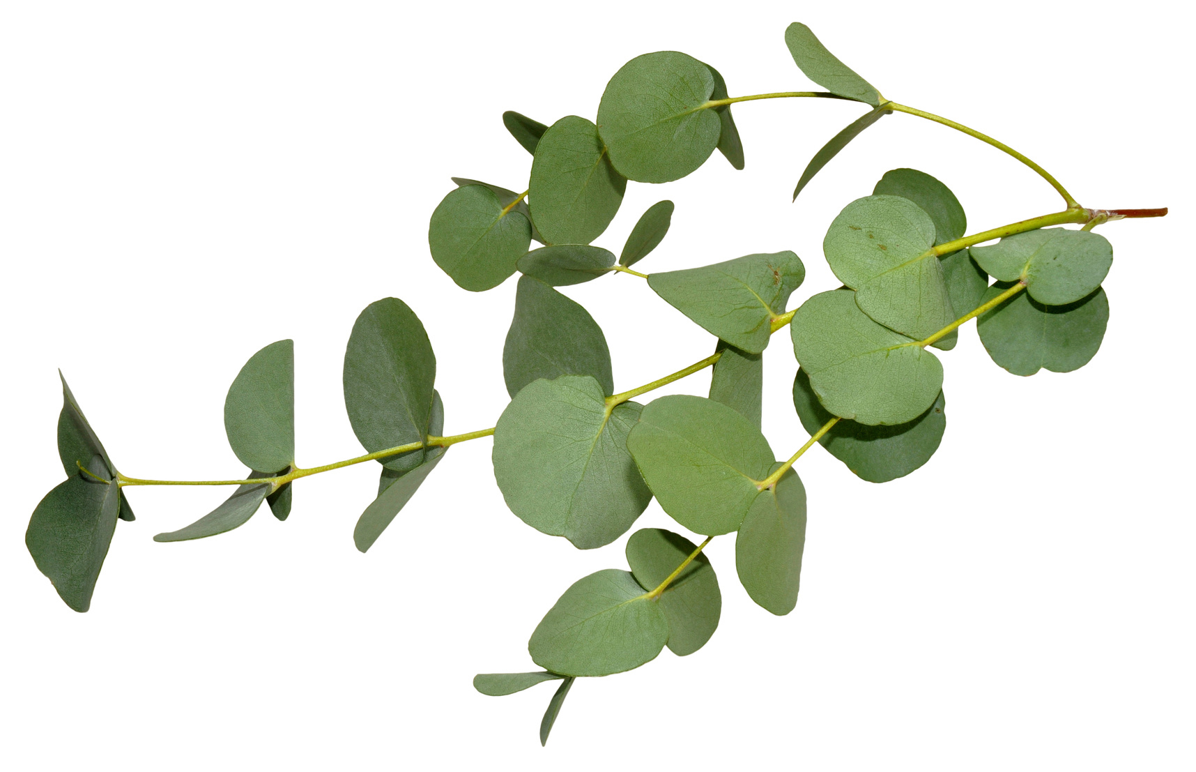 eucalyptus_4.jpg