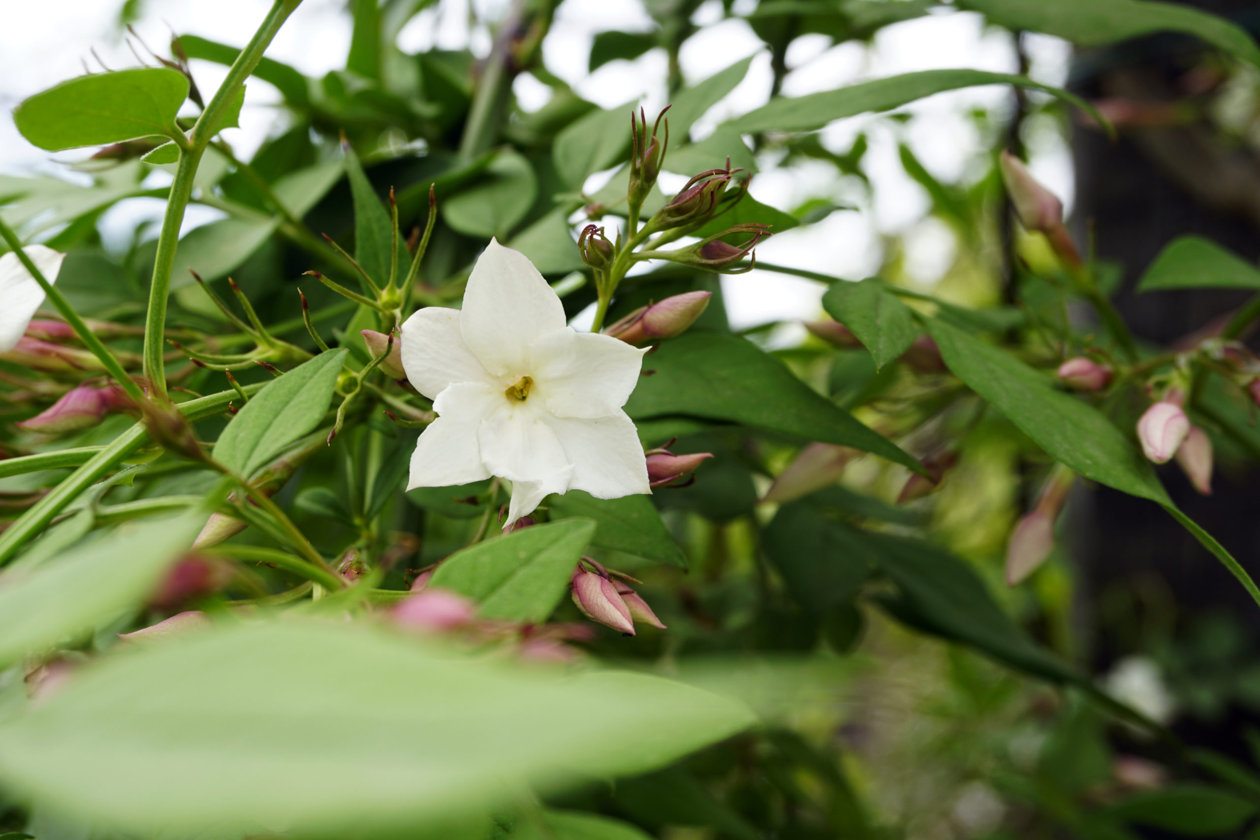 jasminum_officinale-scaled.jpg