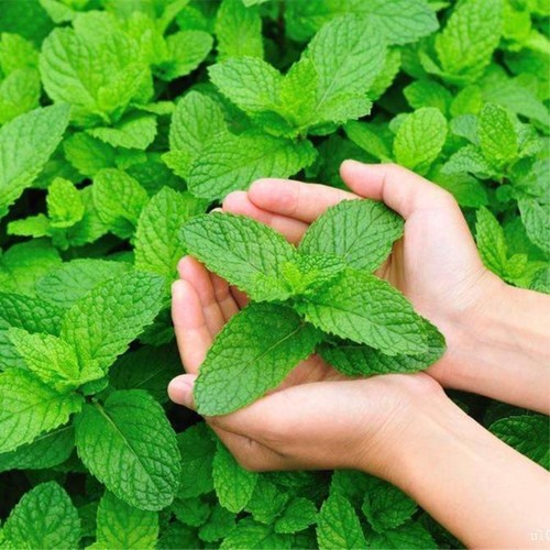 lemon_balm_melissa_melissa_officinalis_heirloom_seeds-2_93574_1552035524.jpg