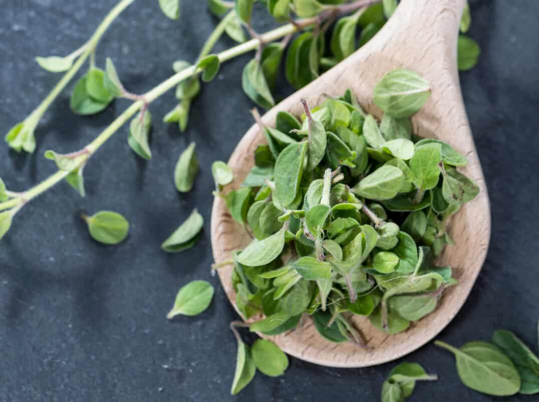 marjoram-vs-oregano.jpeg