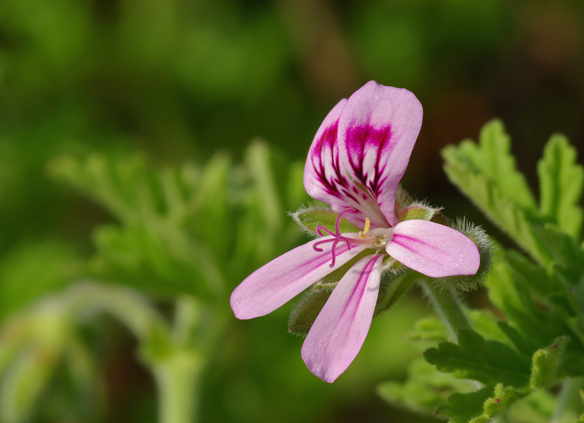 rose_geranium.jpg