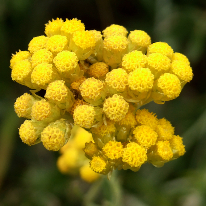 shutterstock_100919119-helichrysum-italicum-shutterstock-020719.jpg