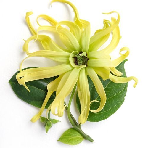 ylang-ylang-extra-essential-oil-wholesale-500x500.jpg