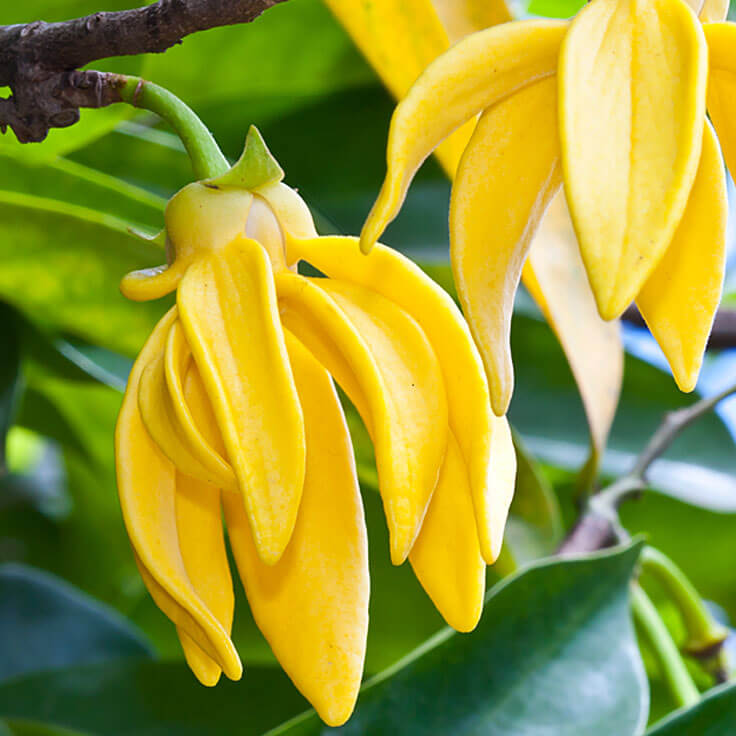 ylang-ylang-hydrosol-2018.jpg