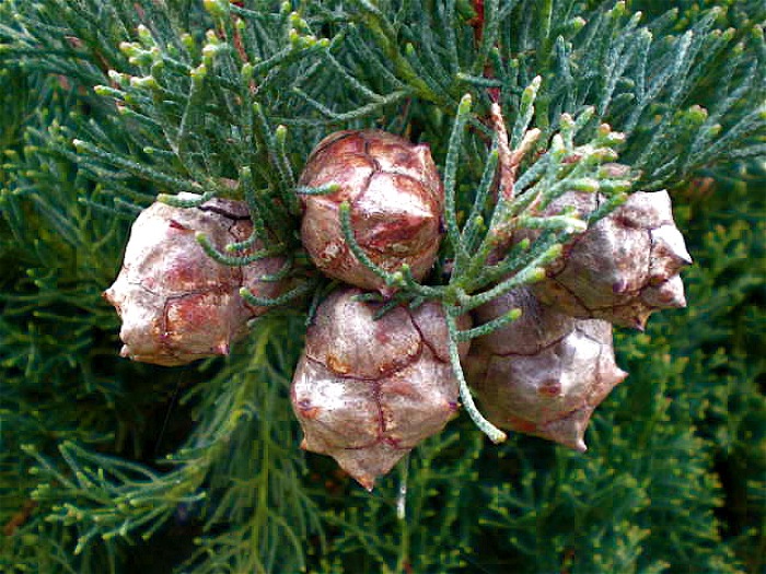 Cupressus sempervirens 0310.jpg