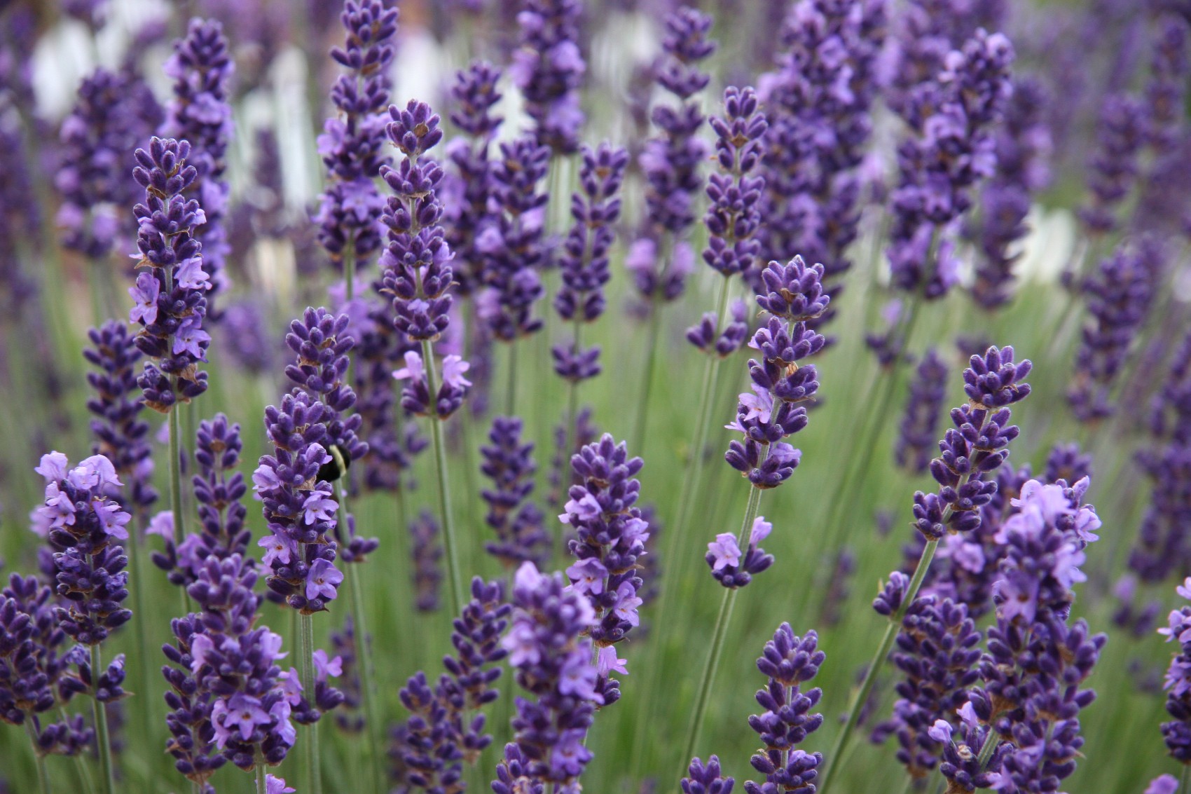 Lavender-Photography.jpg