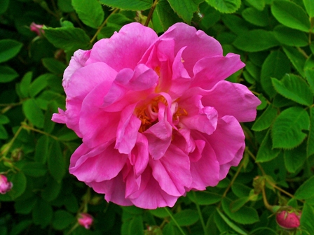 Rosa_damascena_002.JPG