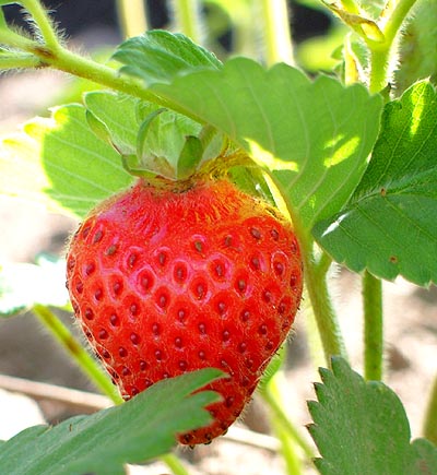 Strawberry - 01.jpg