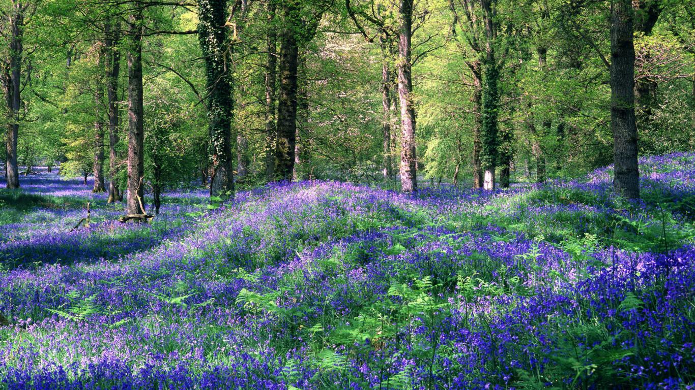 blue-flower-in-spring-forest-wallpaper,1366x768,64512.jpg