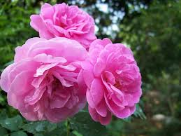 damaszkuszi rózsa.jpg