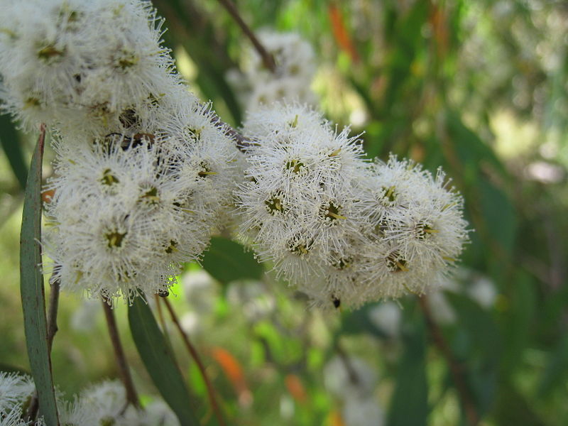 eucalyptus_radiata_flowers_photo_file_81kb.jpg