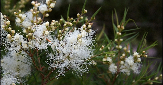 melaleuca_alternifolia.jpg