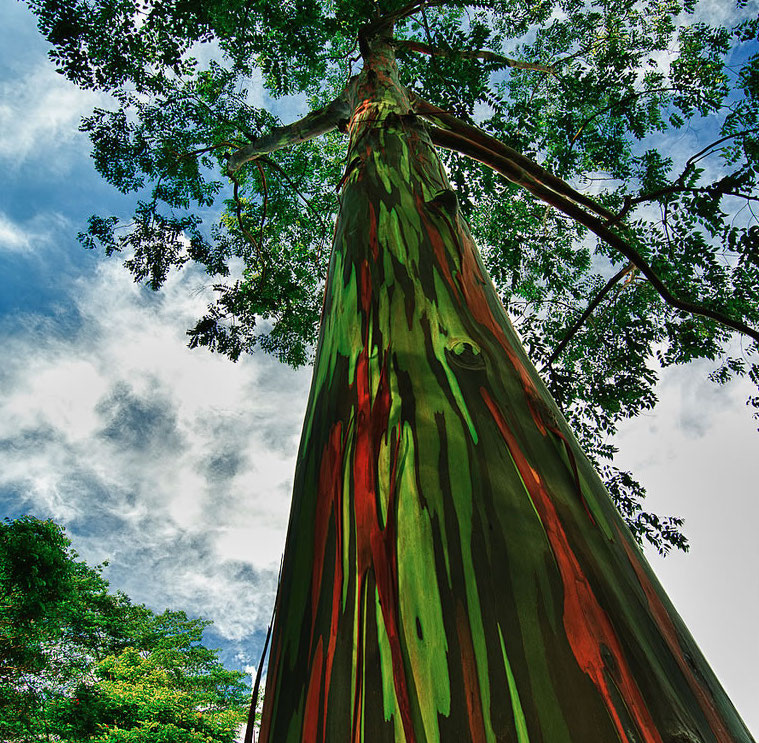 rainbow-eucalyptus-truly-one-of-the-most-amazingly-beautiful-rainbow-colored-trees-on-earth.jpg