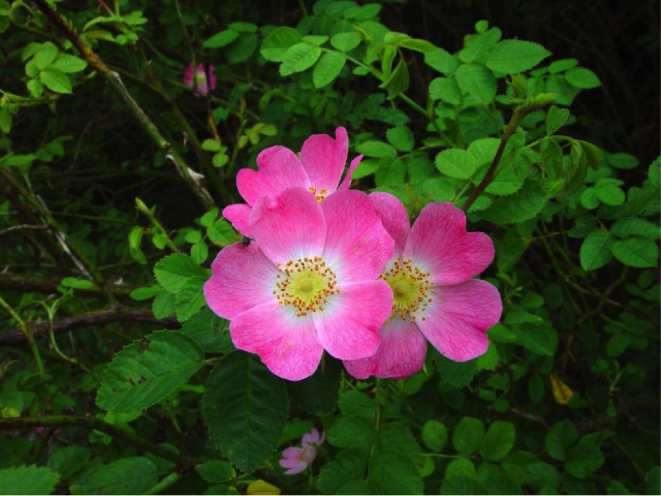 rosa_rubiginosa_virag.png