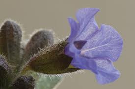 salvia officinalis 04.jpg