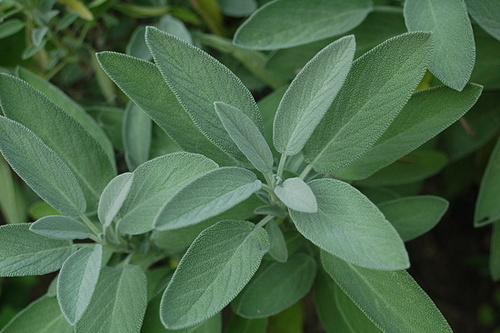 salvia officinalis.jpg