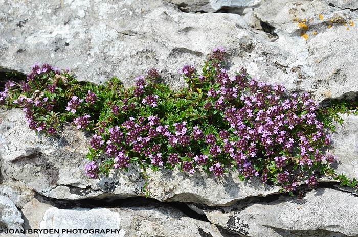 thyme-03a--wild-thyme.jpg