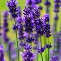 AROMA SZERELEM… A VÁLTOZÁS JEGYÉBEN
