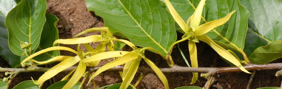 ylang.JPG