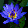 Blue Lotus