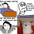 A macska!