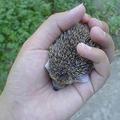 Süni :)