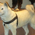 Hachikó, Japán leghíresebb kutyája