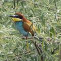 Az Aszódi Nagy-völgy színpompás madarai - avagy kiránduló természetvédelem?
