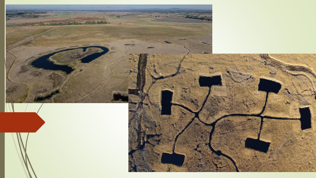 Tókák a nádasban. A szegélyhatás fontossága. gy 4 ha-os nyílt víz ha egy négyzet akkor 800m a szegély, így vizsont lehet ugyanannyi munkával több mint 10x szegélyt hoztunk létre. És a szegélyek a legérdekesebb életterek.