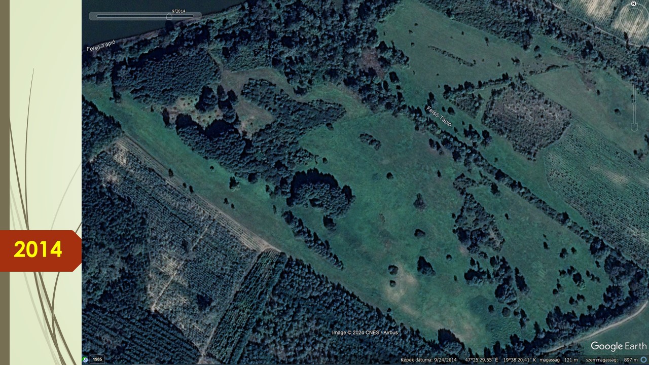 Helyreállítás, inváziós cserjék eltávolításával.