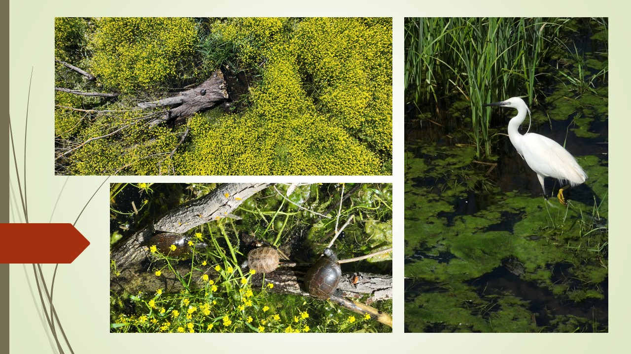 Mert ha van hódod, akkor ilyen mocsarad lesz!
