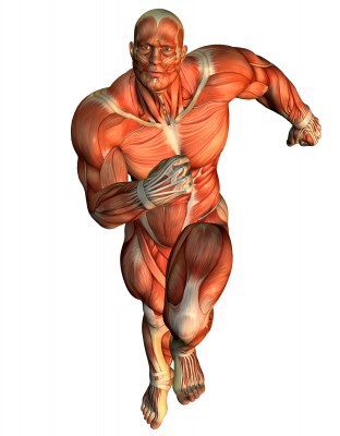 muscle-running.jpg