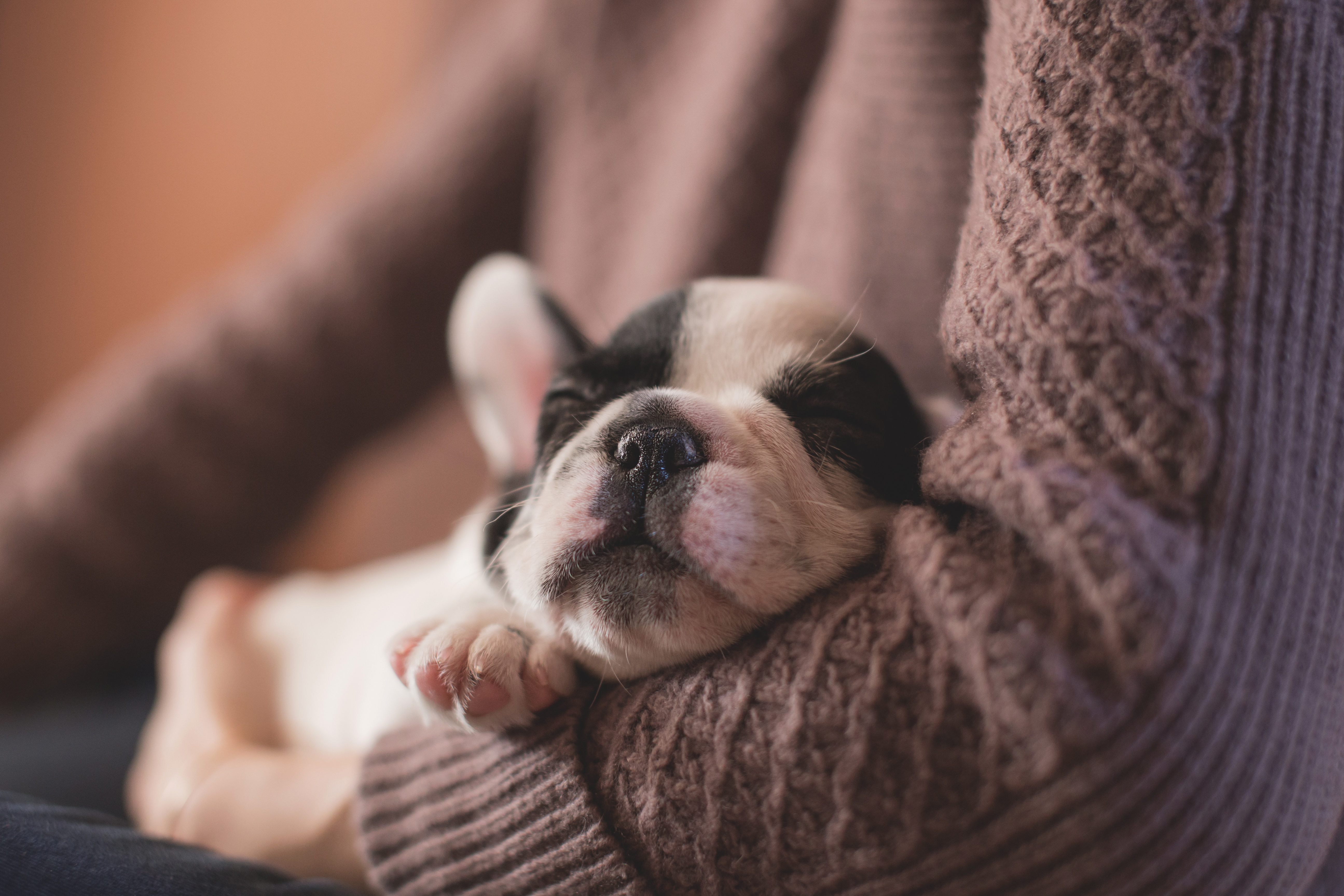 adorable-1850276.jpg