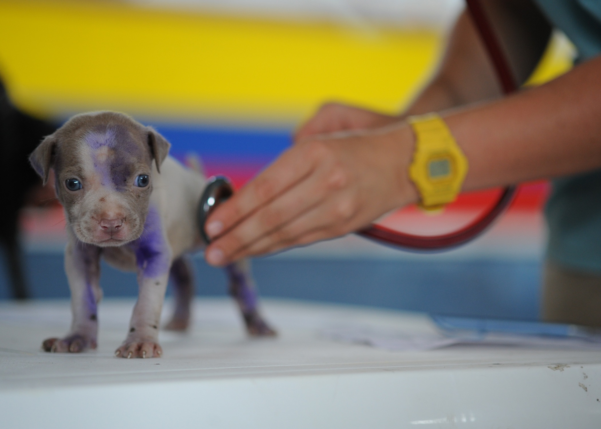 dog-91765.jpg