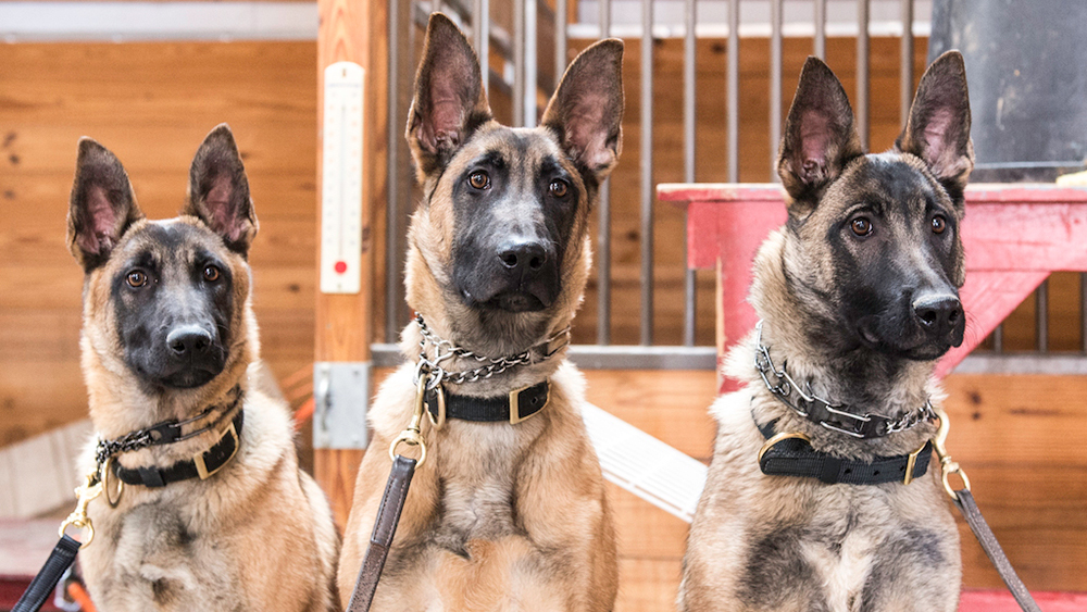guarddogs2.jpg