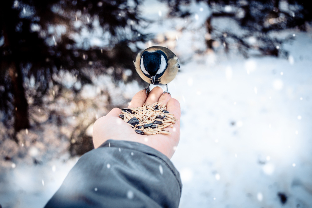 man-feeding-birds-with-his-hands-park-winter.jpg