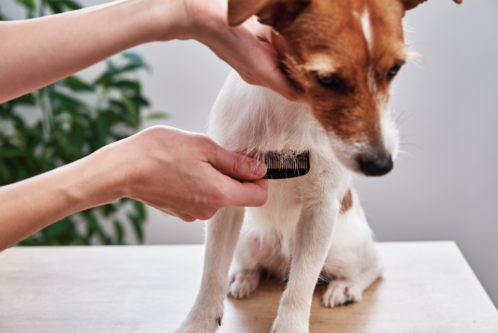 owner-combing-her-jack-russell-terrier.jpg