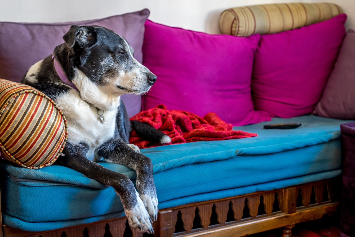 shallow-focus-shot-old-dog-resting-couch.jpg