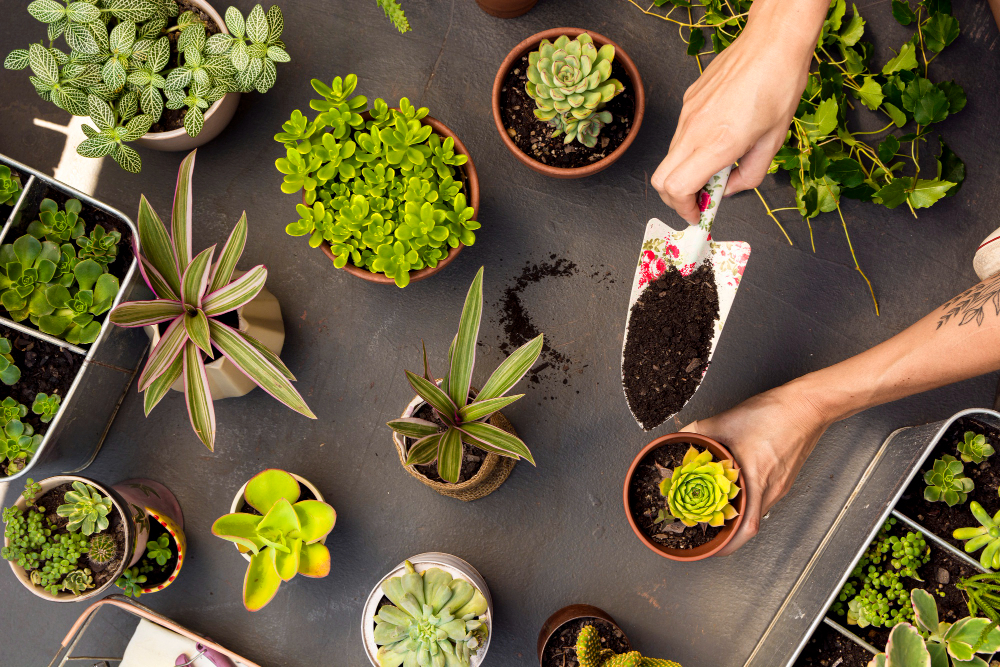 top-view-composition-plants-pots.jpg