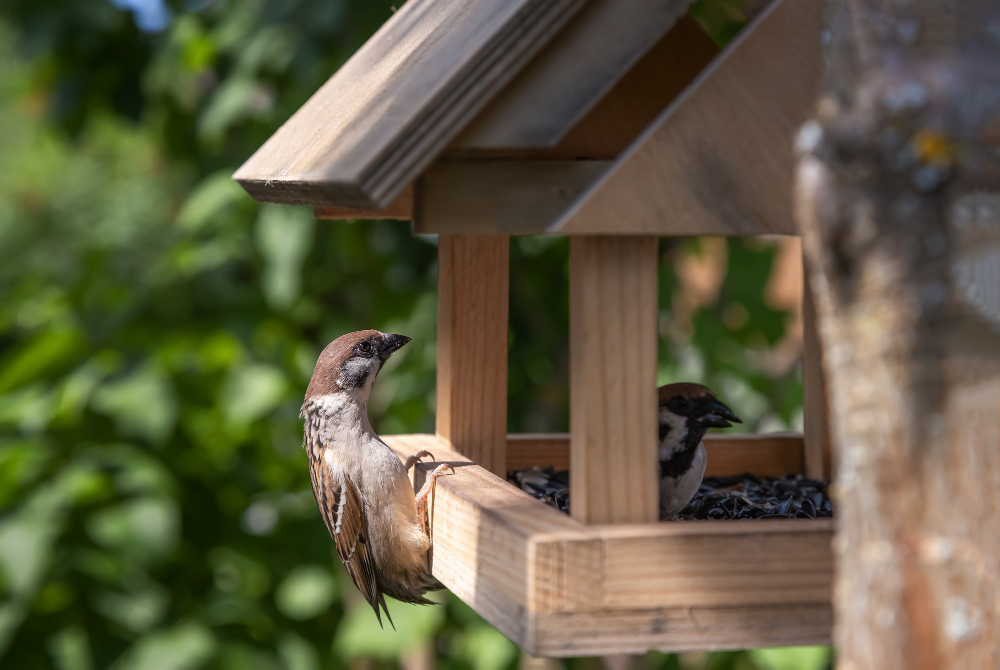 tree-sparrow-looking-into-bird-feeder.jpg