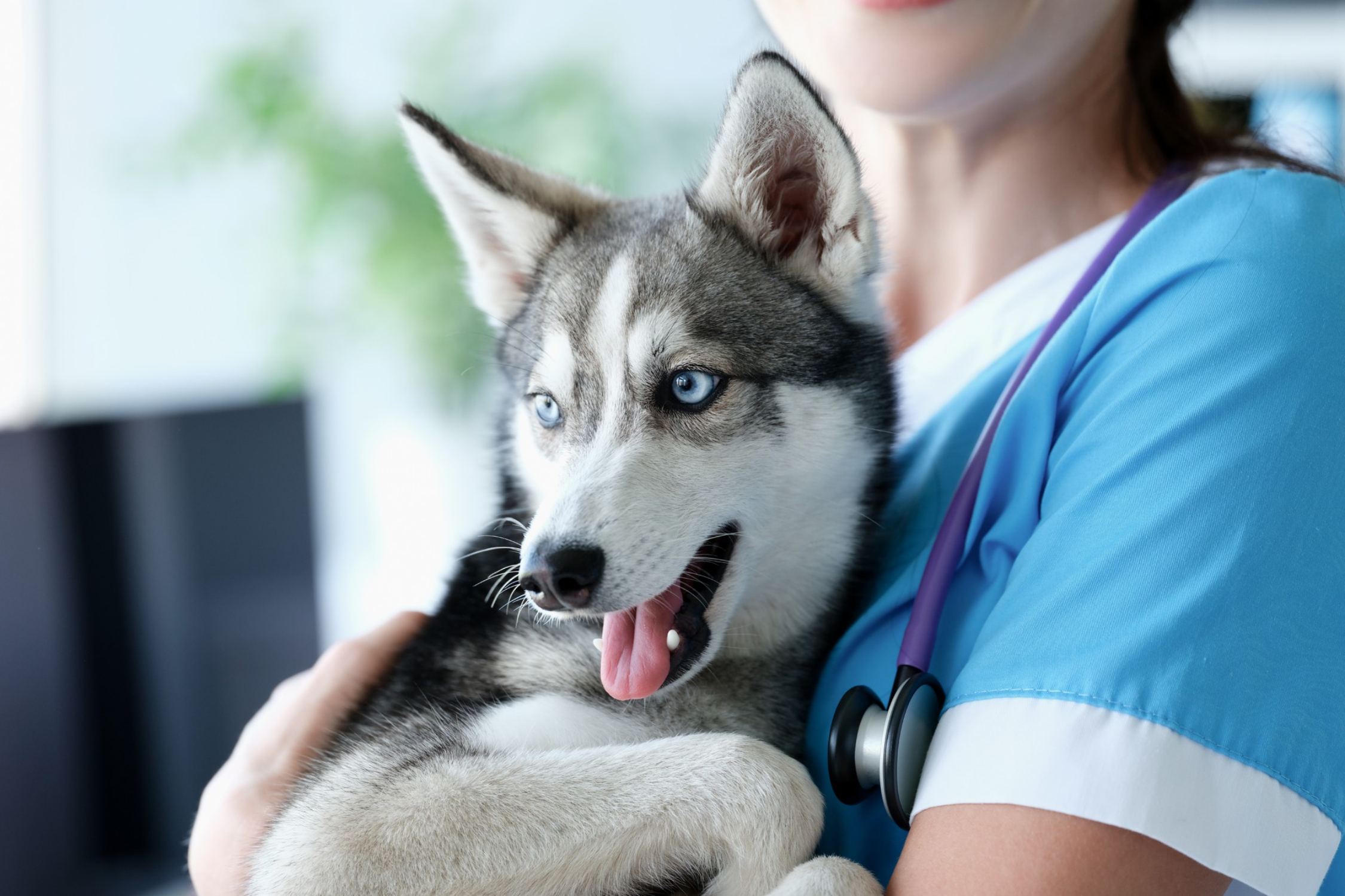 veterinarian-holding-purebred-dog-mini-husky-his-arms-clinic.jpg