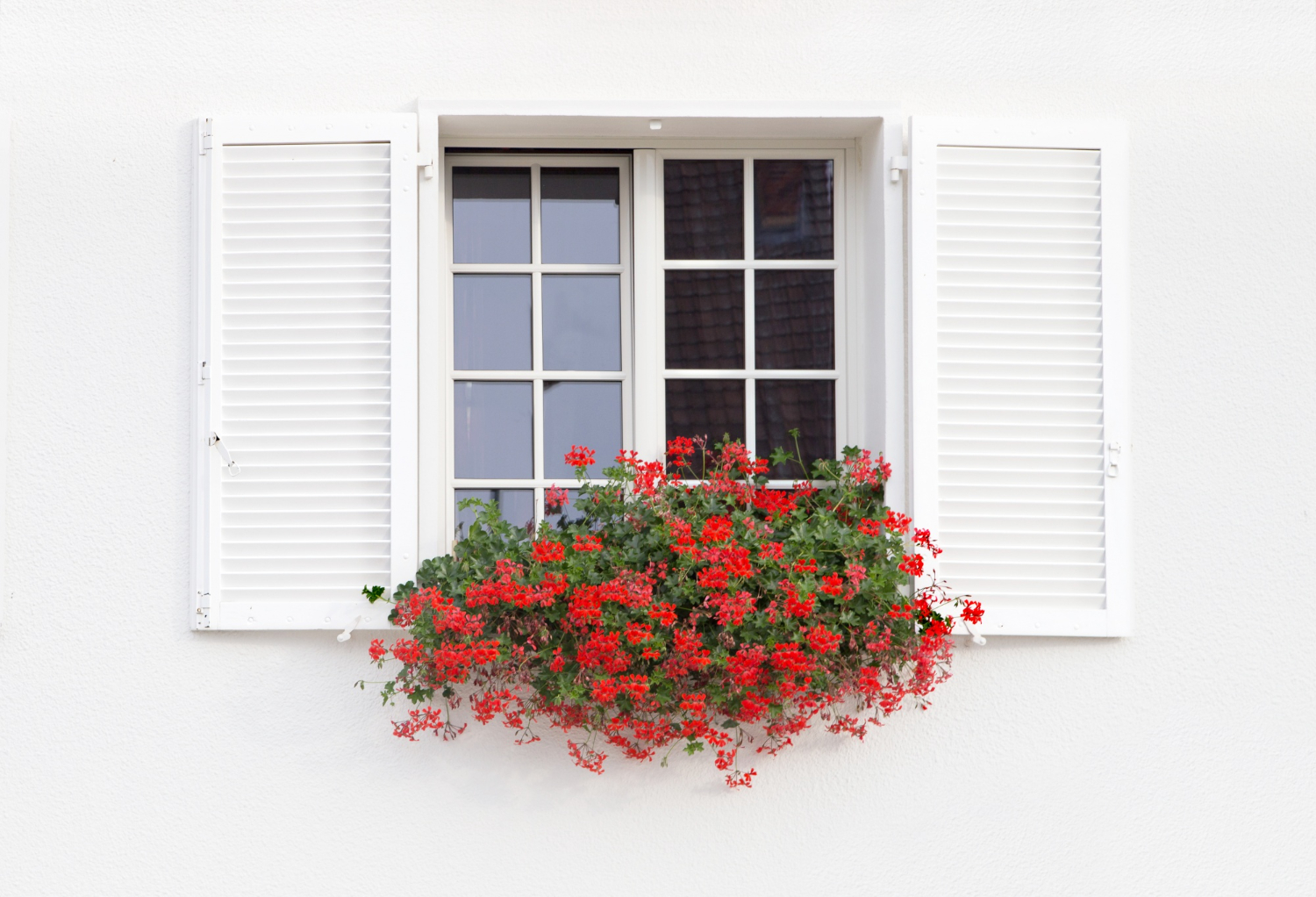white-window-flowers.jpg